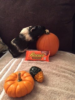 Reese Halloween 2018- Reese's cups